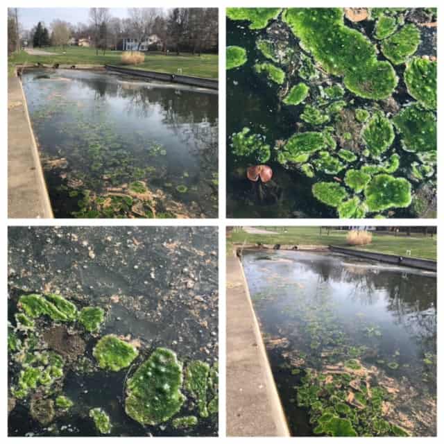 Algae in backyard