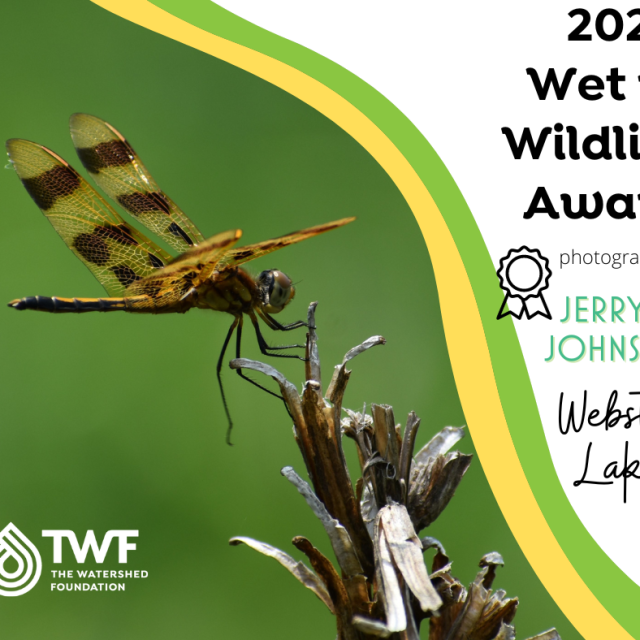 photo-contest-winner-2022-wet-wildlife